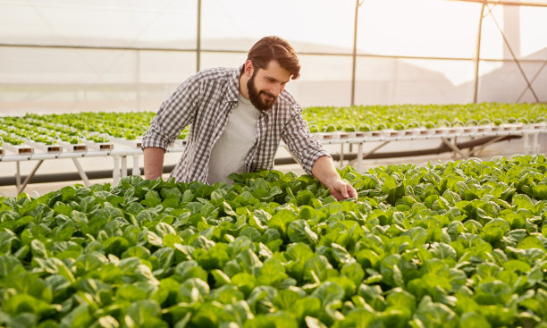 农民在温室里检查绿色植物图片下载
