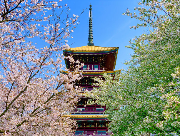 樱花的季节图片下载