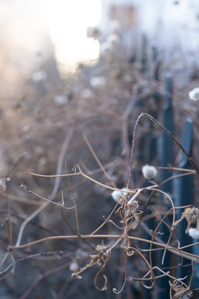 城市背景上的干燥植物。图片下载