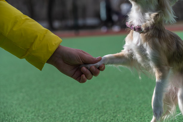 一位妇女的手握着一只小米色狗的爪子。主人和他的吉娃娃宠物之间的问候握手。宠物。图片下载