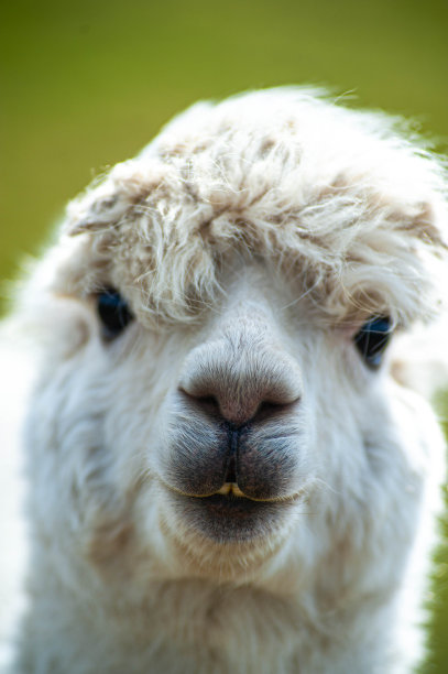 一只可爱的白色羊驼图片下载