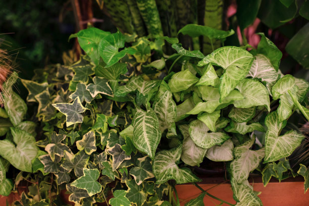 不同美丽的常春藤植物在房间里。房子装修。室内热带花园。许多绿色家庭盆栽植物。庭院不错。室内植物保健概念。城市生活和室内植物造型。图片下载