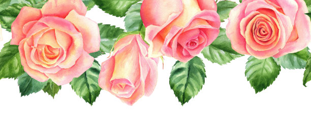 无缝边界与腮红水彩玫瑰，美丽的花朵孤立的白色背景，水彩插图，植物绘画图片下载