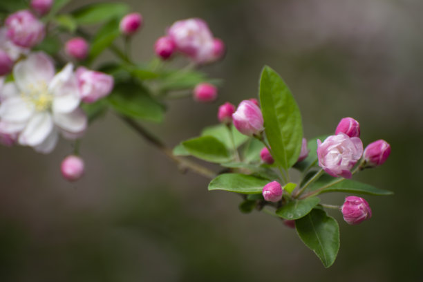 樱花樱花图片下载