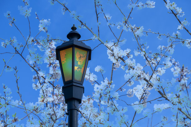 樱桃街灯图片下载