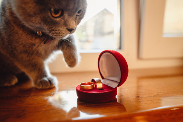 可爱的灰色小猫看着红盒子里的两枚金婚戒图片下载