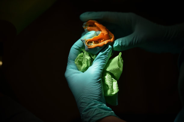 牙科医生检查病人牙齿模具的特写照片图片下载