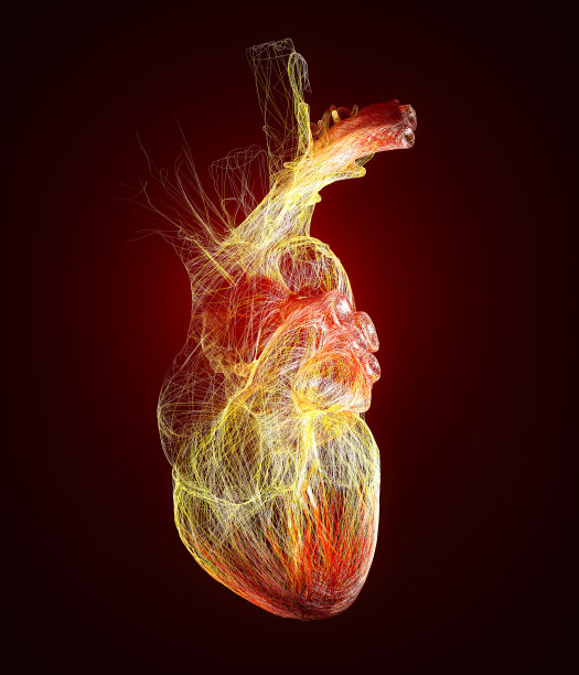 心脏解剖对心脏的解剖学研究心脏问题，心脏病发作。手术。轮廓图片下载