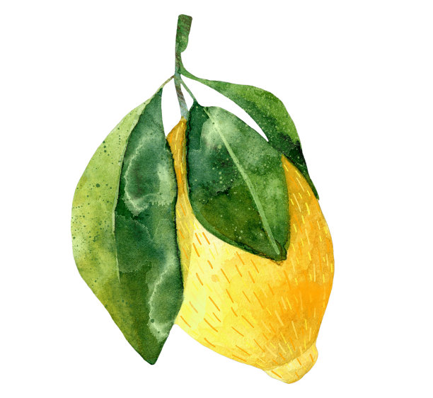 手生水彩柠檬与叶子分离。黄柑橘类果实的植物学插图。理想的食品包装设计图片下载