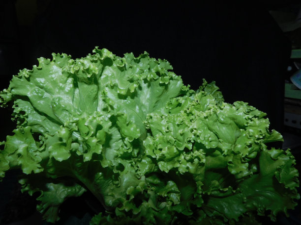 刚收获的生菜仍然很新鲜图片下载