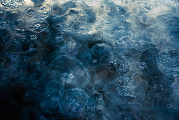 黑海有许多小型水母Aurelia aurita。克里米亚图片下载