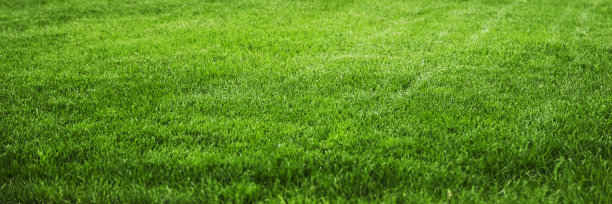 自然的绿草图片下载