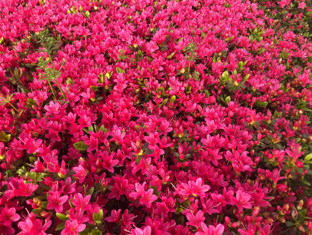 杜鹃花盛开图片下载