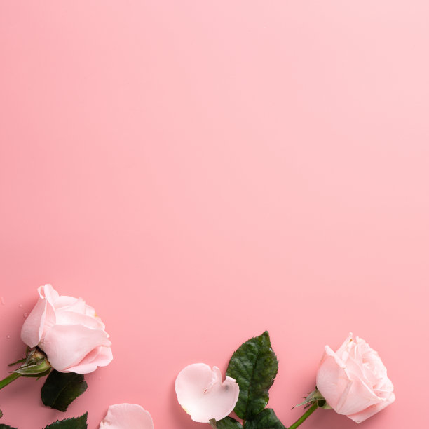 母亲节设计概念背景与粉红色的玫瑰花在粉红色的背景。图片下载