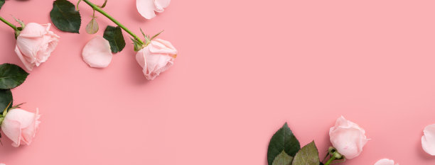 母亲节设计概念背景与粉红色的玫瑰花在粉红色的背景。图片下载