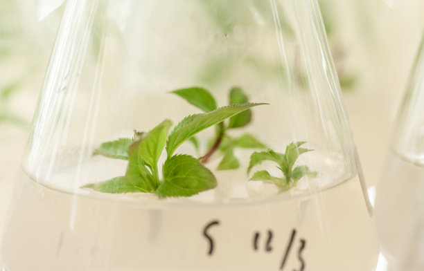 天然药物研究，天然有机及玻璃器皿科学提取，替代绿色中草药，实验室及发展理念。库存图片图片下载