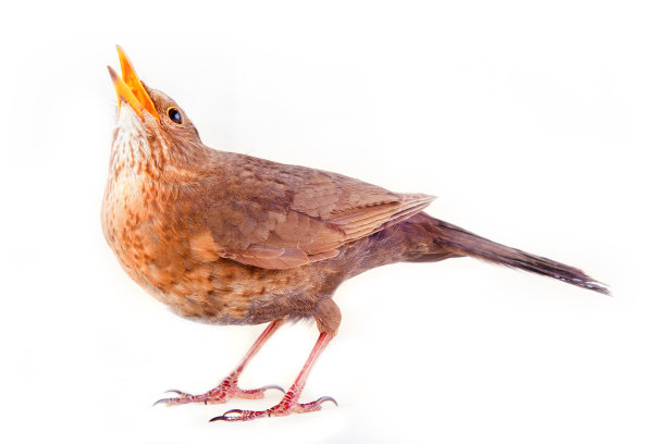 山鸟色(Turdus merula)过着隐蔽的生活图片下载