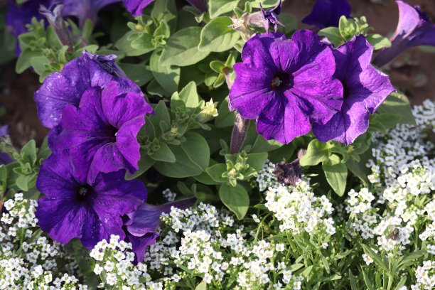 春天的花朵图片下载