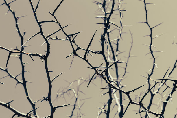 金合欢带刺的枝条，艺术自然的背景图片下载