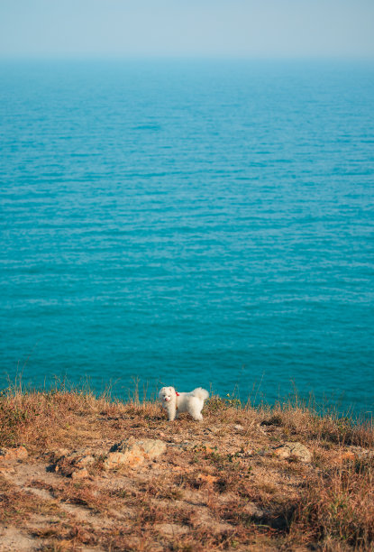 小狗迎着大海图片下载