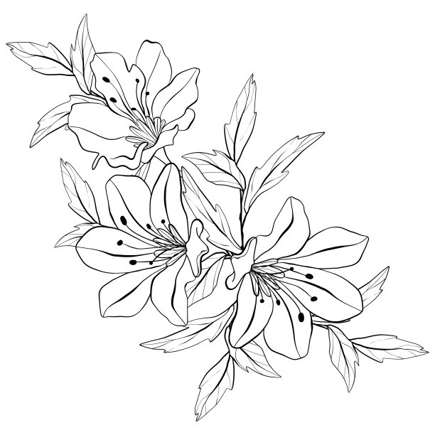 一束野花。由植物成分组成。线条艺术风格的花朵和叶子。花色素的页面。图片下载