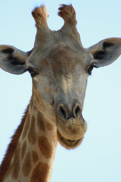 长颈鹿——动物——野生动物——自然图片下载