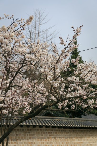 典型的韩国寺庙屋顶和墙壁和樱花图片下载