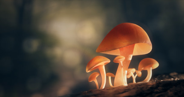 蘑菇宏近距离良好的光在森林。图片下载