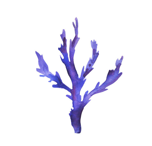 水彩海水下珊瑚礁手绘剪纸艺术孤立在白色背景。图片下载