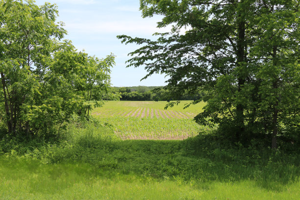 农村农业收获玉米田种植季节绿树成荫农田景观图片下载