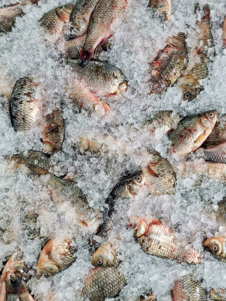 鱼市场，冷冻鲜鱼。背景图片下载
