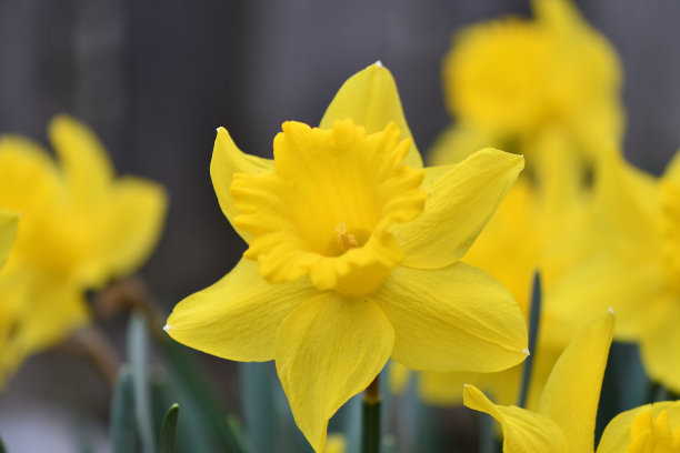 春天的花朵图片下载