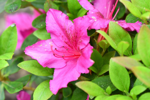 春天的花朵图片下载