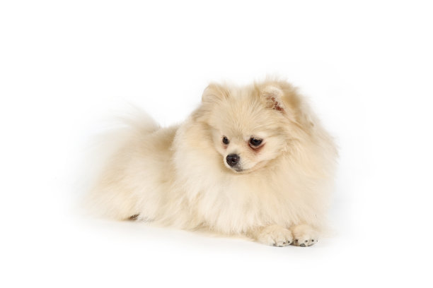 玩具狗图片下载