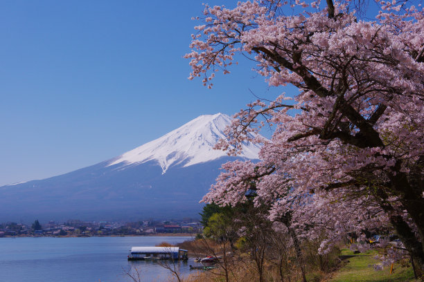 樱花和富士山从长崎公园在湖川口图片下载