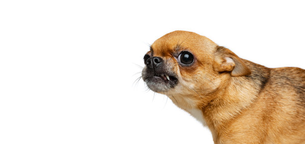 工作室拍摄的小金色吉娃娃孤立在白色工作室背景。动物生命、品种、兽医和护理的概念图片下载
