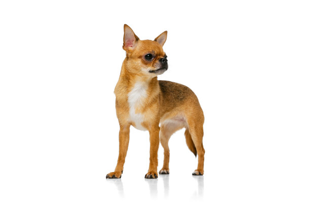 可爱的小金色吉娃娃的肖像孤立在白色工作室背景。动物生命、品种、兽医和护理的概念图片下载