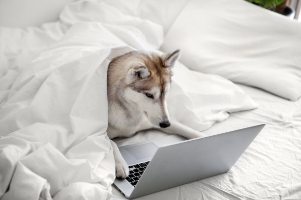 狗用的笔记本电脑图片下载