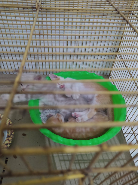 猫和小猫睡在笼子里图片下载
