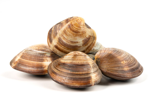 白底蛤蜊图片下载