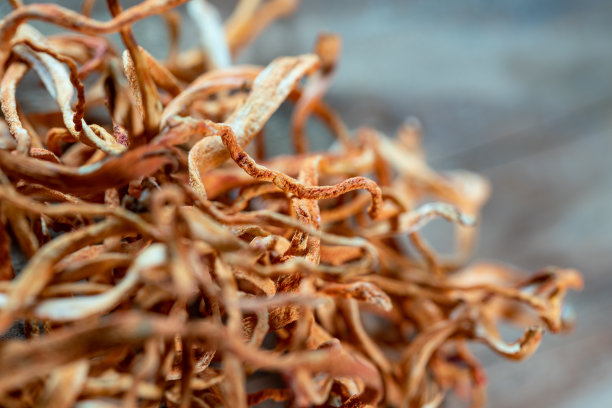 木桌上虫草花真菌图片下载