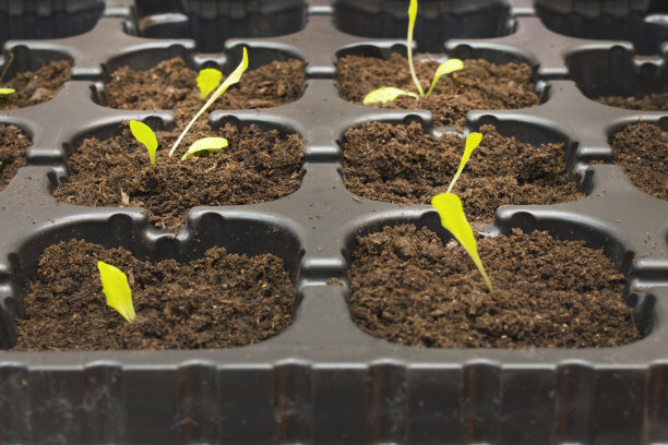 黑色容器中的生菜幼苗。在家里用种子种菜芽。国内有机农业图片下载
