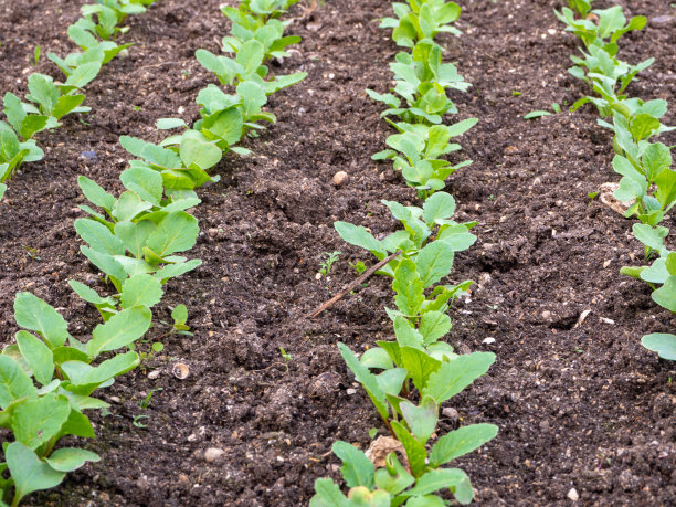一排排蔬菜作物的嫩枝。绿芽的萝卜在空地上。家庭蔬菜种植或园艺。萝卜、白萝卜等蔬菜根茎类作物的栽培图片下载