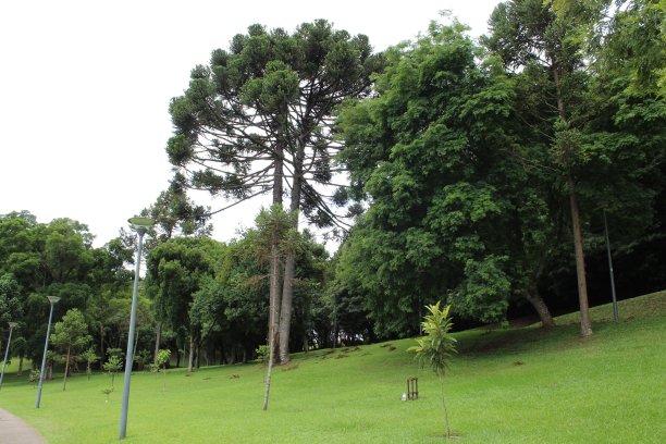 字段南洋杉图片下载