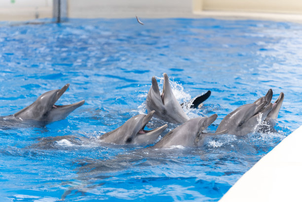 海豚由驯兽师喂养。图片下载