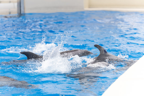 海豚在水族馆里游泳。图片下载