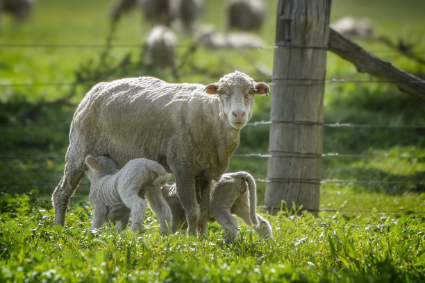 小美利奴羊在围场里图片下载