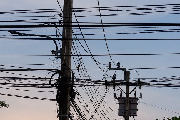 泰国电线杆上的鸟图片下载