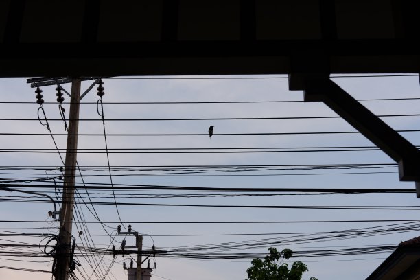 泰国电线杆上的鸟图片下载