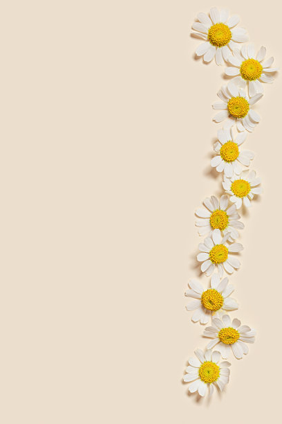 自然的夏季洋甘菊花，最小的花卉背景。俯视图新鲜的黄色白色雏菊花。夏季自然概念，季节性的田野花，模板贺卡，柔和的颜色图片下载